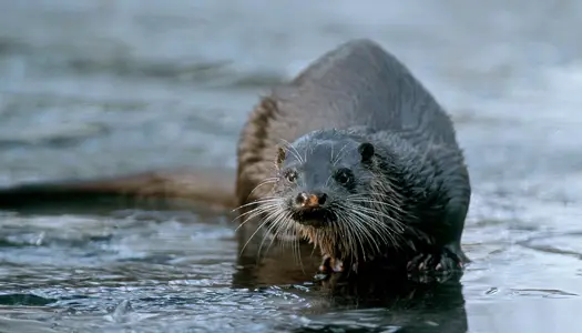 Hvordan kan man opleve odderen?