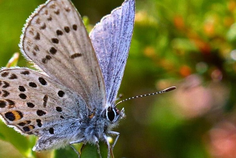  Sjælden sommerfugl vender hjem