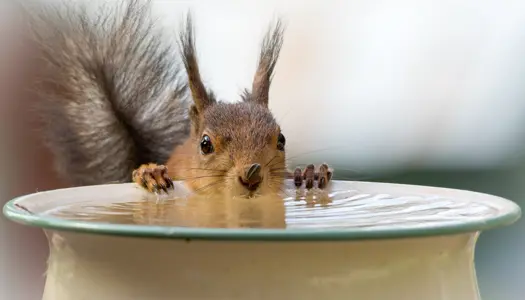 3) Husk årstiden og masser af vand