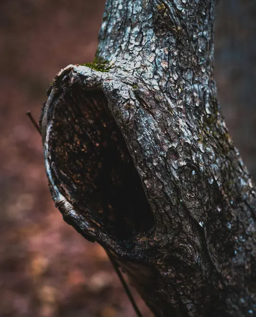 5) Lad gamle træer stå