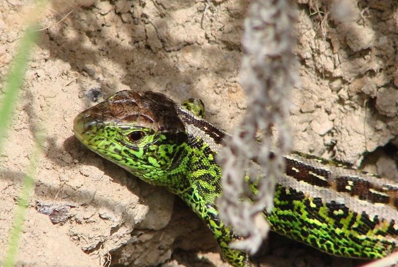 Sommerhusområde afvist - beskyttet natur sejrer!