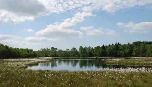 3) Brug ikke spagnum