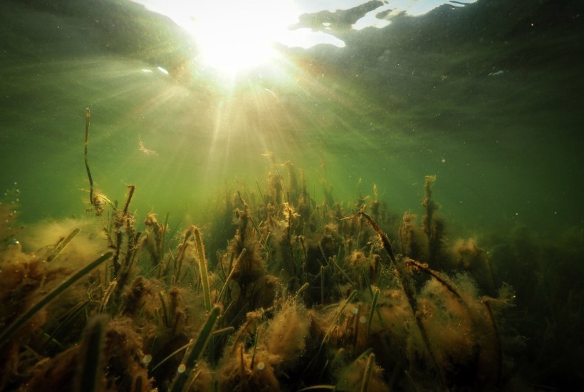 Værre end sidste år: Allerede nu har 10 fjorde været ramt af iltsvind