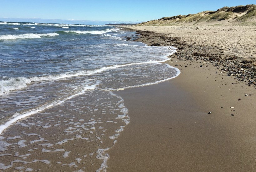 5 spændende dyr og planter du kan opleve i naturen i juli