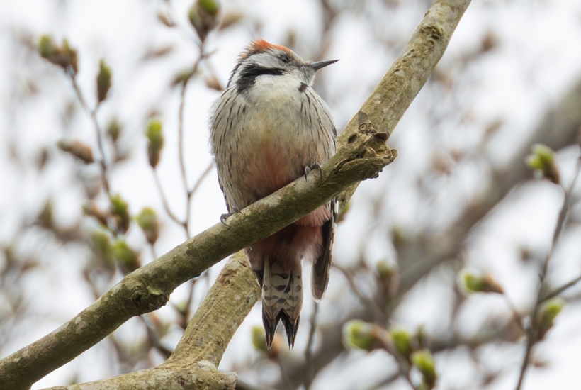 Forsvundet i 65 år. Nu yngler denne sjældne fugl igen i Danmark