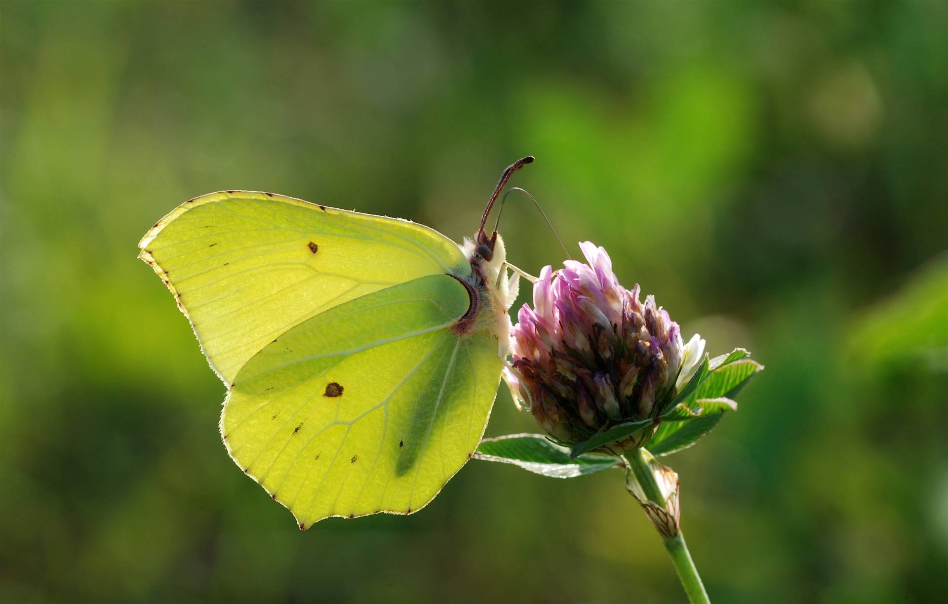 1. Citronsommerfugl