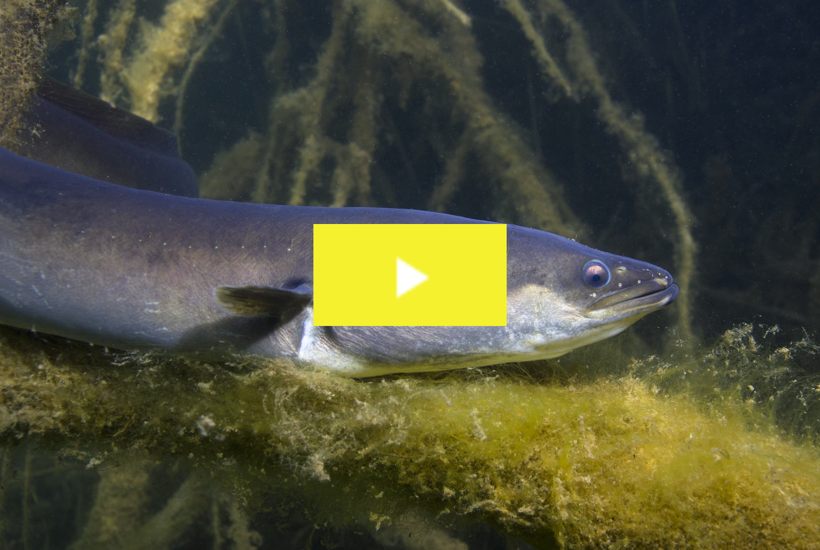 Se video: Derfor bør du droppe ålen til julefrokosten