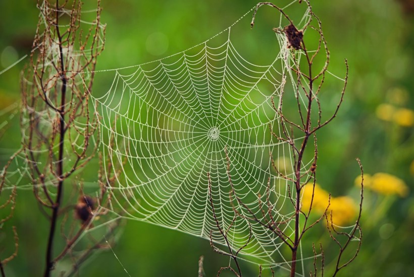Edderkoppens vilde spindelvæv er et af naturens mest fascinerende materialer