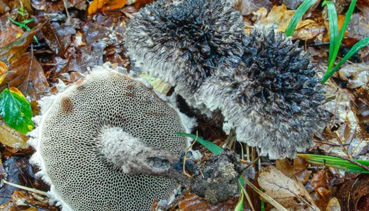 Koglerørhat (Strobilomyces strobilaceus)