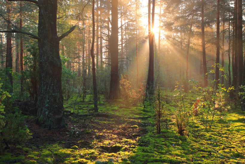 Trepartsaftalen er landet: Danmark skal have meget mere natur