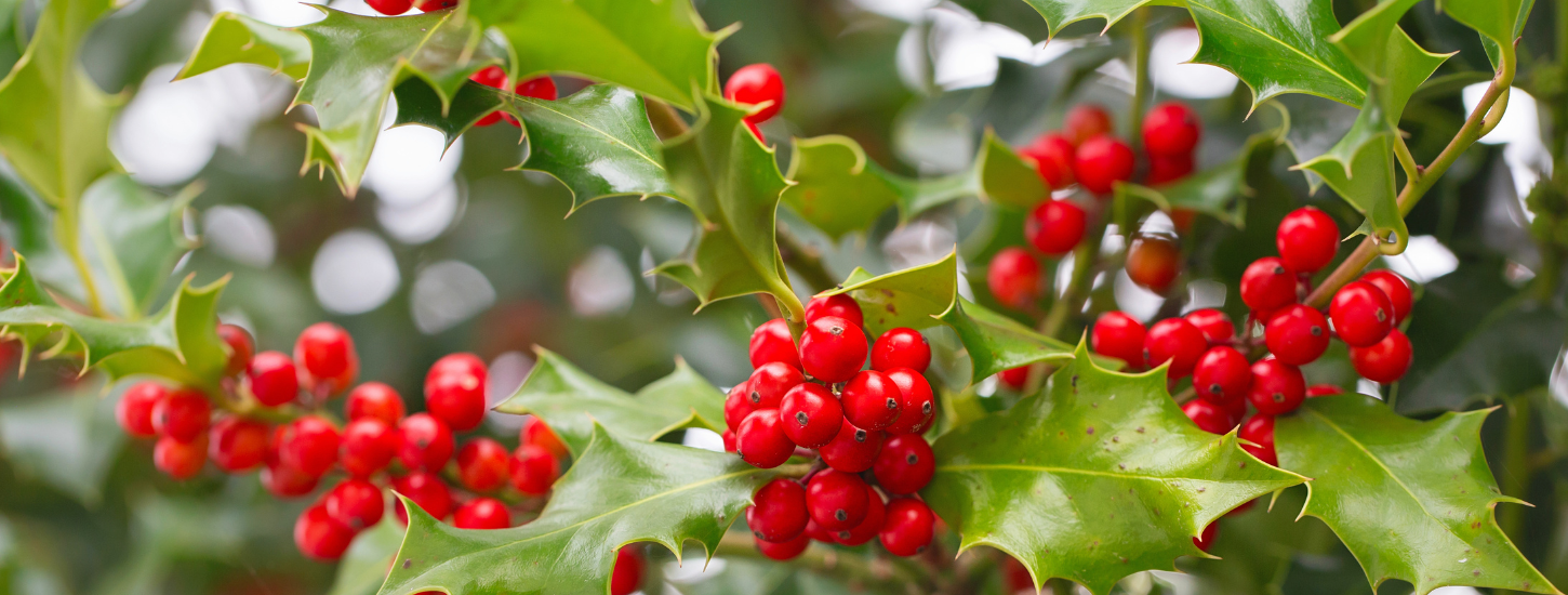5 idéer til naturlige og smukke juledekorationer