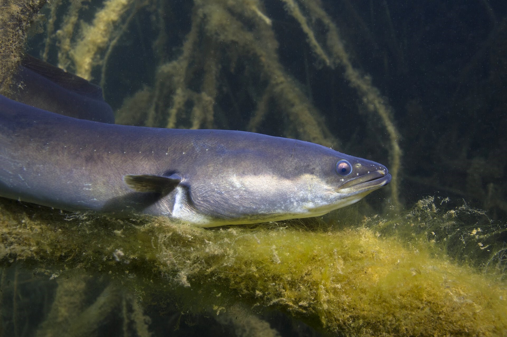 Regeringen vil fortsætte fiskeri efter kritisk truet ål