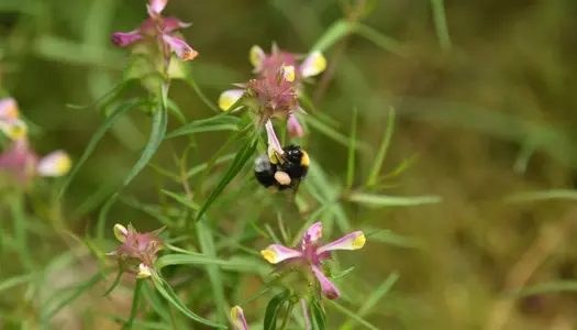 Kræsen snylteplante kvitterer for vilde heste og kvæg 