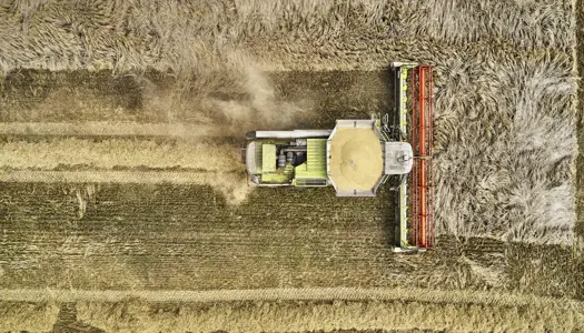 Ensformige afgrøder