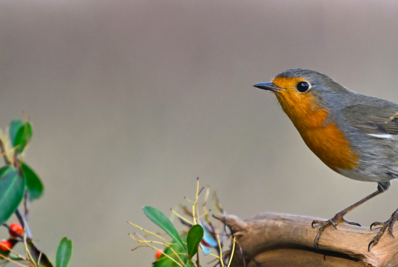 En fuld admiral og et fandens bær: Det skal du opleve i naturen i september