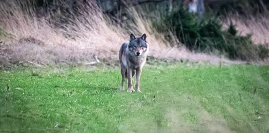 Vær med til at kæmpe for ulven