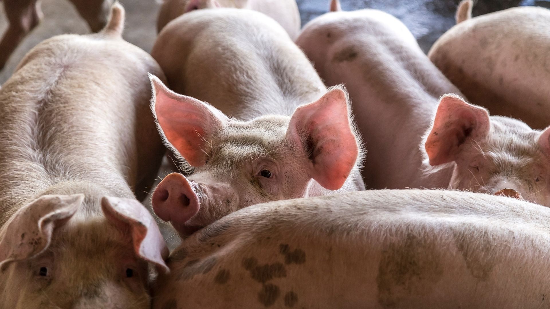 40 millioner svin om året i Danmark: Det er for mange  