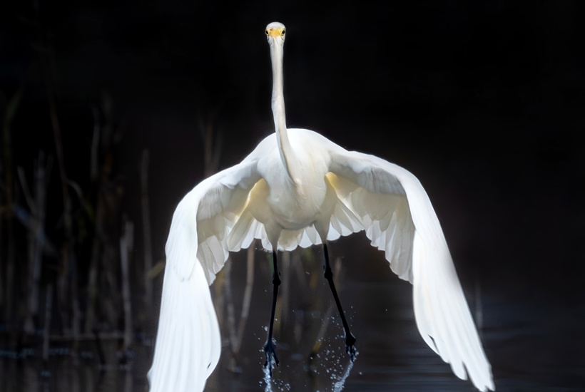 Den snehvide sølvhejre er kommet til Danmark 