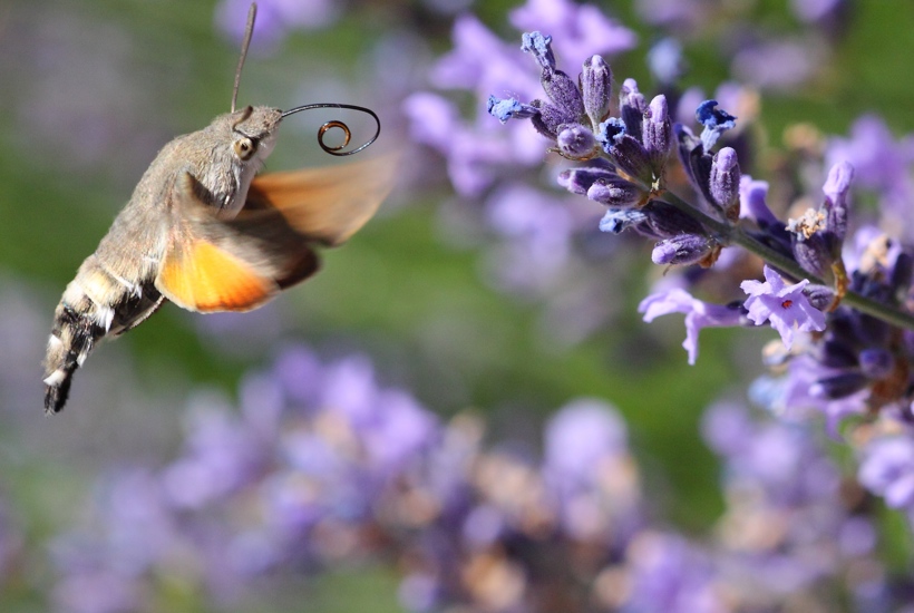 Insekternes kolibri flakser netop nu rundt i Danmark    