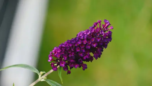 Sommerfuglebuske overlever vinteren