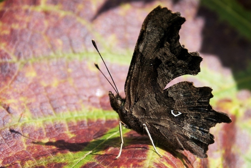 Nu begynder sommerfuglesæsonen: Her er 6 arter, du kan være heldig at spotte 