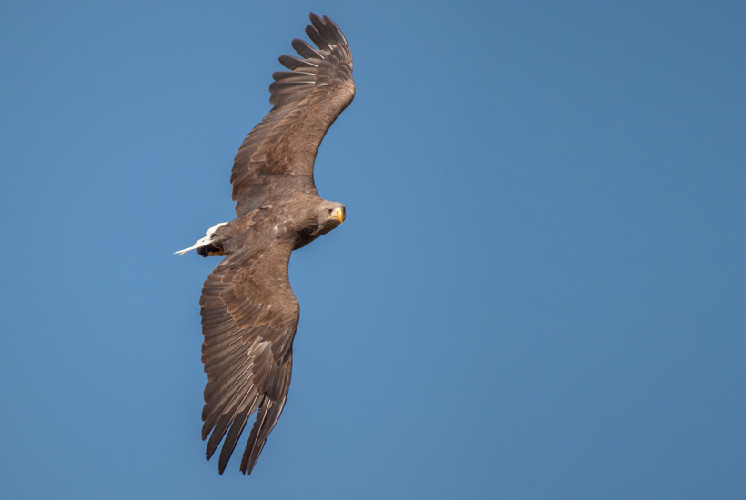 Det koster milliarder at genoprette Danmarks natur