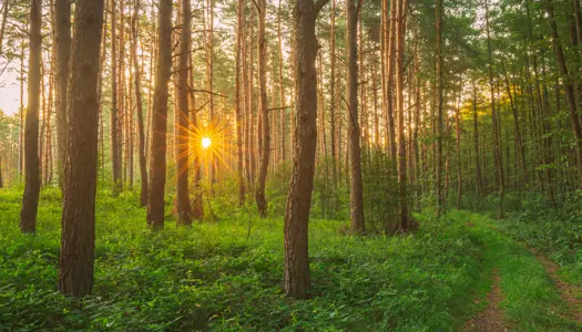 Det får I, hvis I bliver Naturdonor