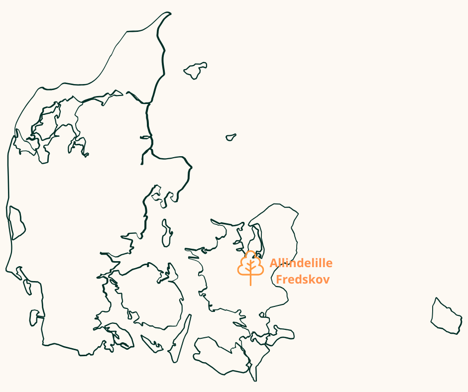 Her kan du opleve urørt skov i Danmark