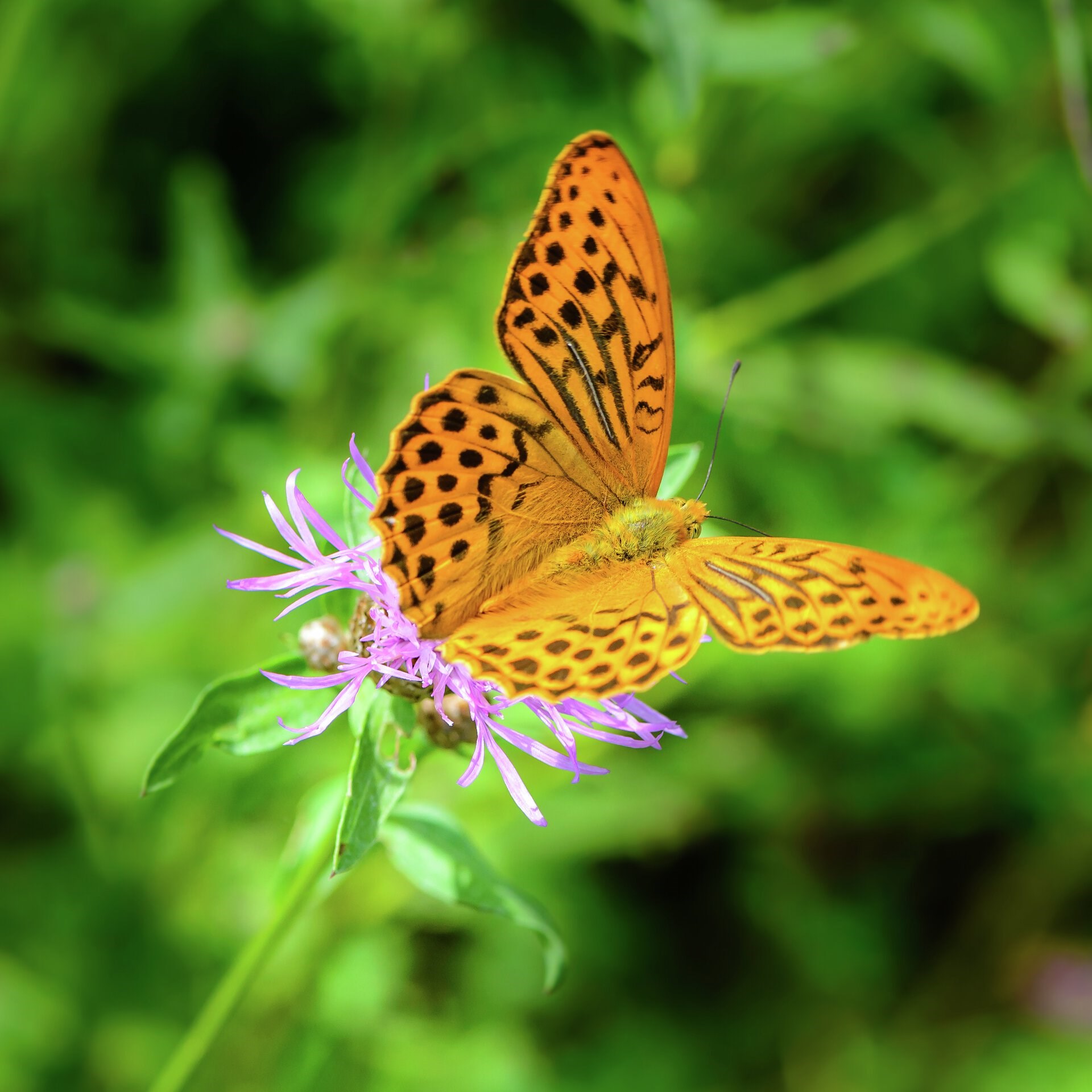Biodiversitetsråd: Så meget vil det koste at genoprette naturen