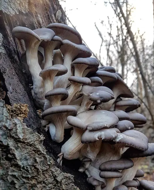  3. En herlighedsklase: Østershat