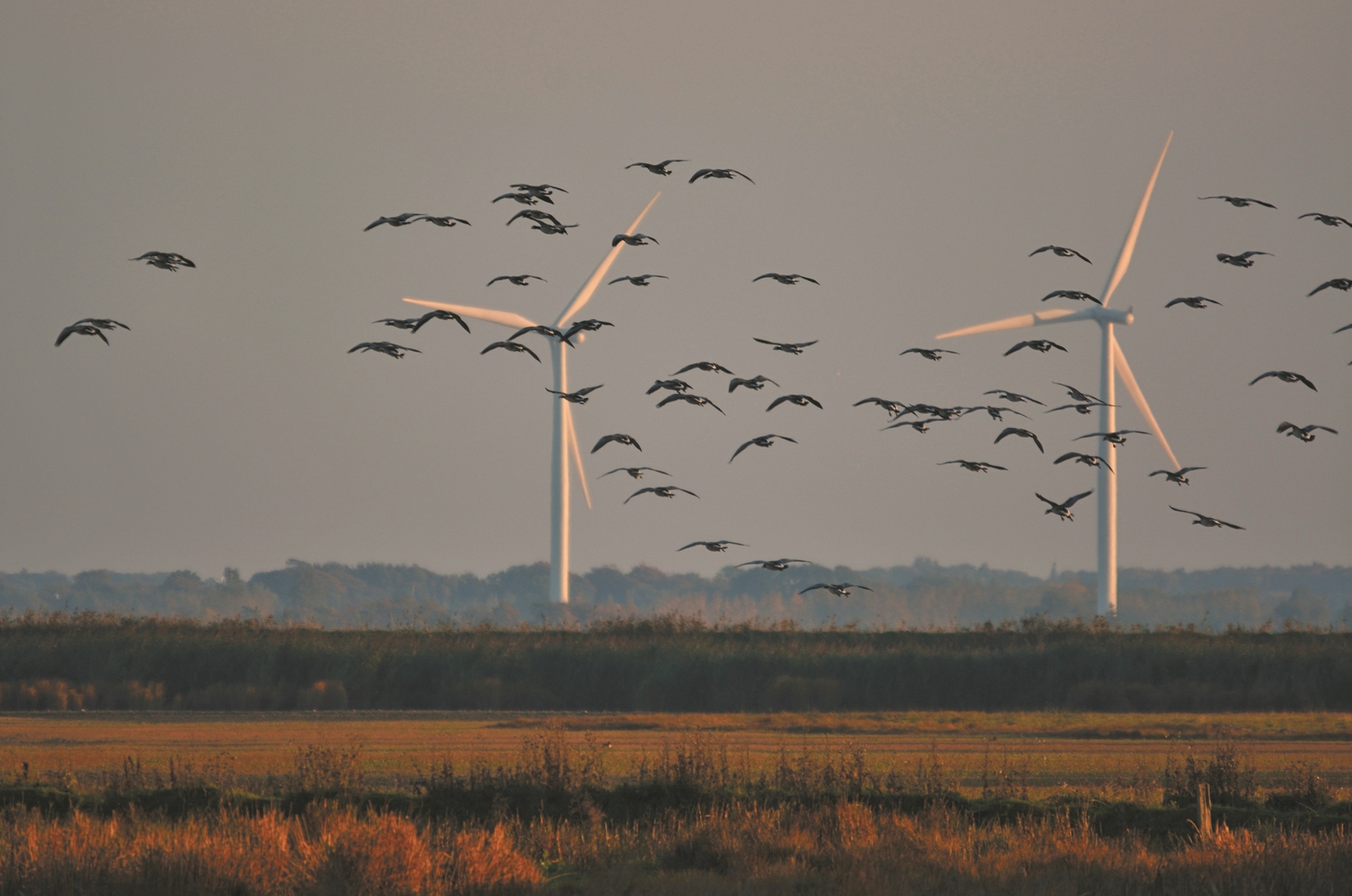 Ny naturaftale: Vedvarende energi skal tage hensyn til natur